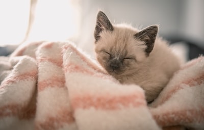 The Siamese kittens on the pink fabric
